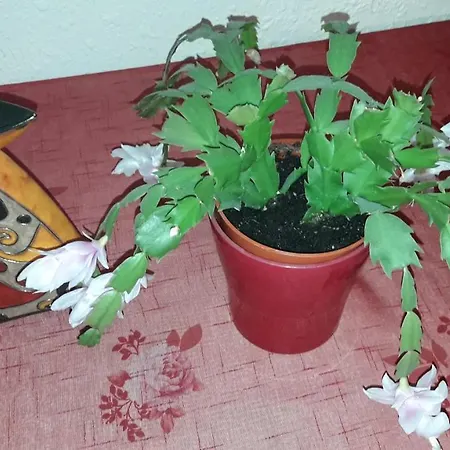 Flora アパート